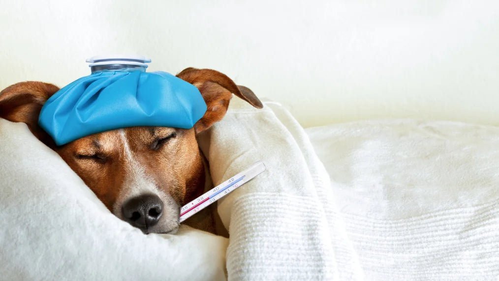 Common Dog Diseases