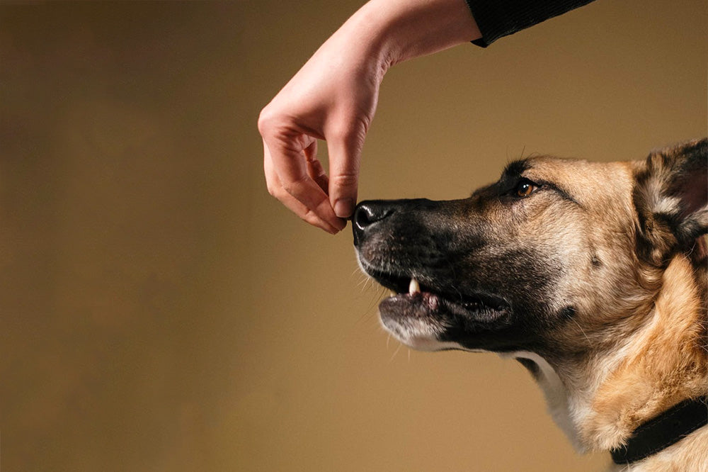 10 Dog Breeds That Can Be Difficult to Train