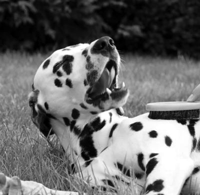Black and White Dog Breed Enjoying- Dalmatian