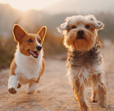 two small dogs running together
