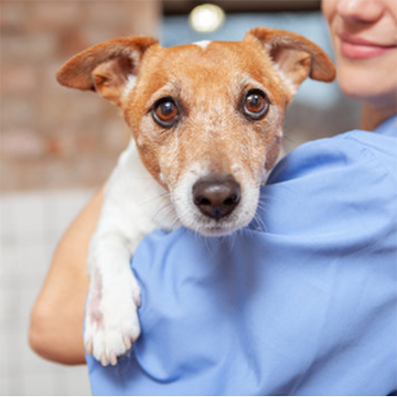 dog with veterinary doctor