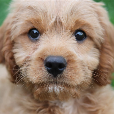 small cute golden retriever