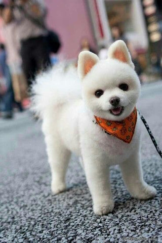 Lamb Cut, pomeranian with lamb cut