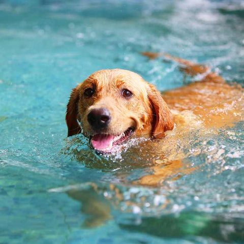 dog swimming, Dangers of Dogs Swimming