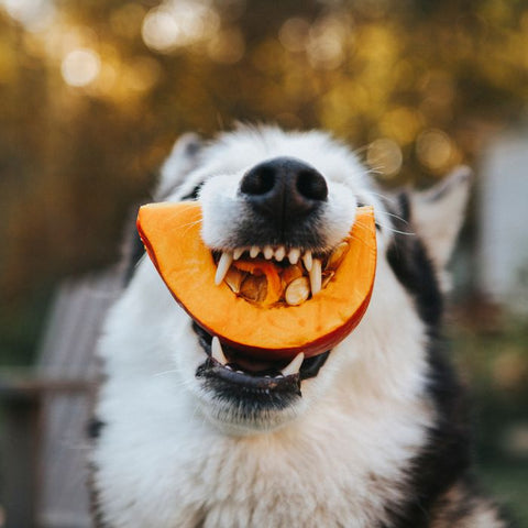 is pumpkin good for dog