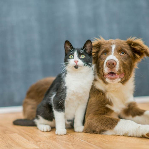 dog vs cat