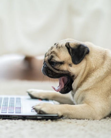 dog massage as way to reduce the anxiety