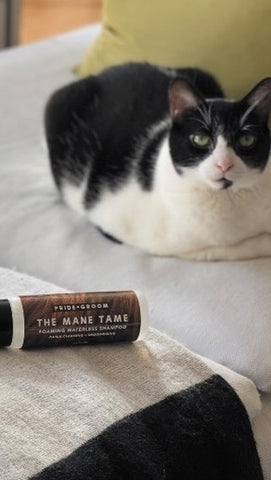 curly cats, curly cat breeds, waterless shampoo for curly cats