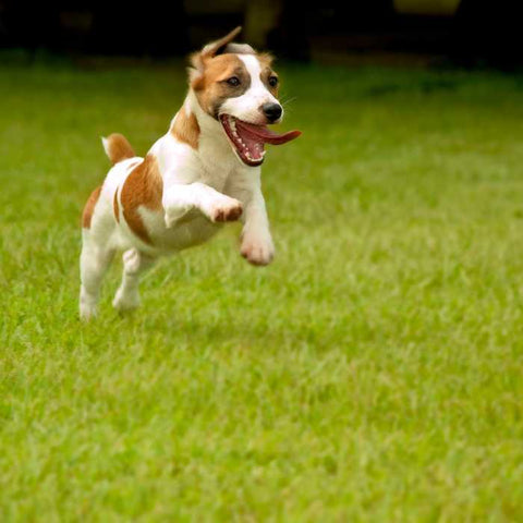 dog in park, dog playing in parks