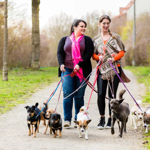 dog sitter
