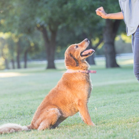 dog training tips