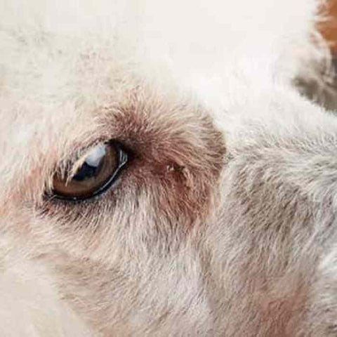 Conjunctivitis in dog