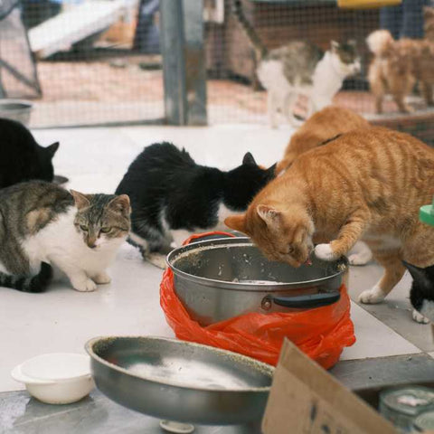pet shelter