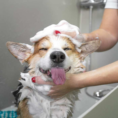 dog bath