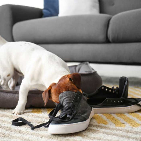 dog at home alone, for how long to leave dog at home alone