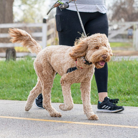 dog walk tips