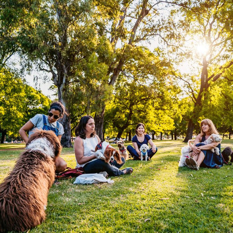 dog park