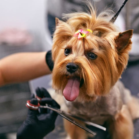 pet spa
