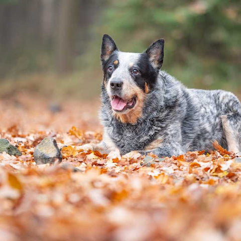 dogs in autum