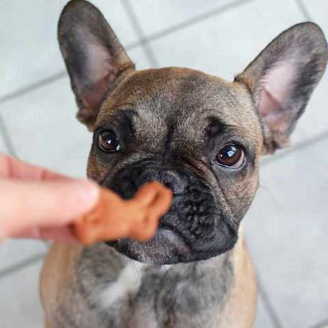 dog treats
