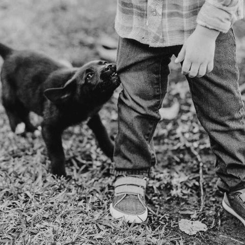 puppy biting