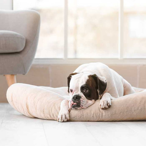 dog at home, bored dog at home