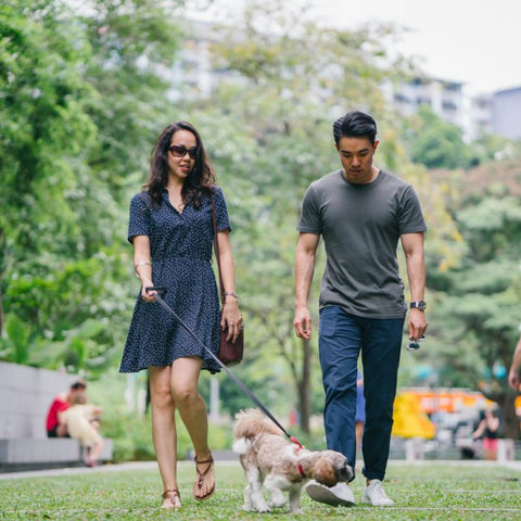 dog walk