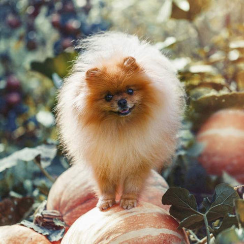 dog with pumpkin