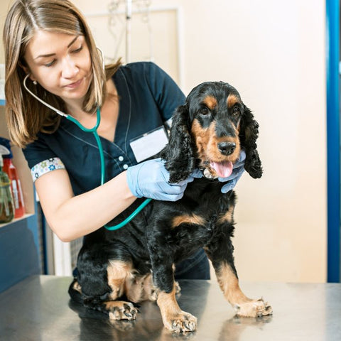 dog vet