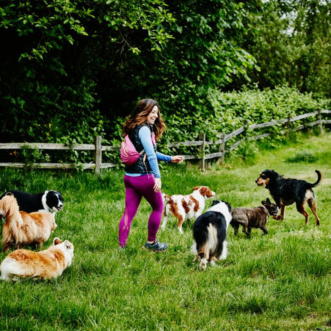 pet shows