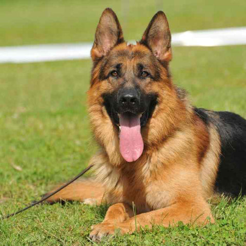 germen shepherd coat