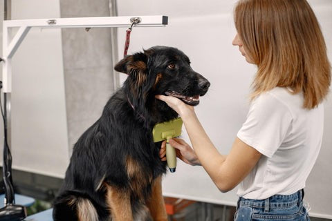 Grooming Dogs during ticks and fleas