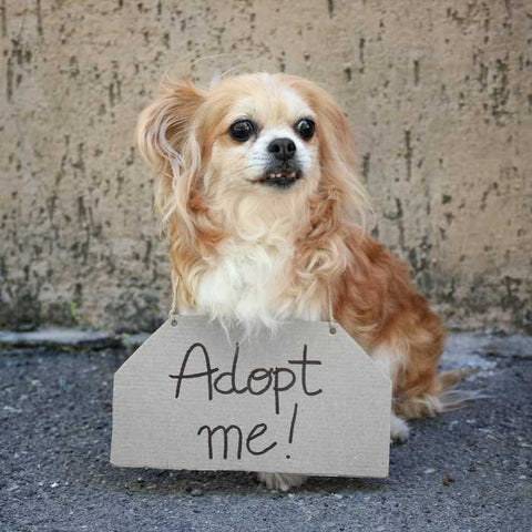 pet adoption