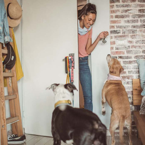best dog sitter