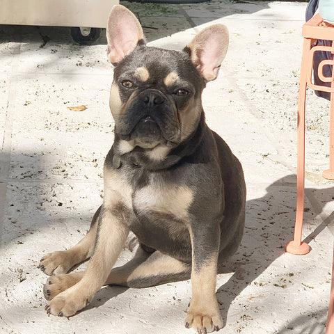 french bulldog shedding dog from france
