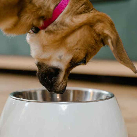 dog bowl