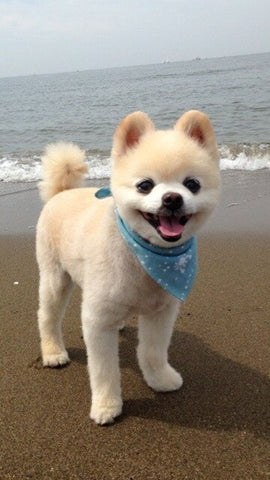 lamb cut - Pomeranian haircut
