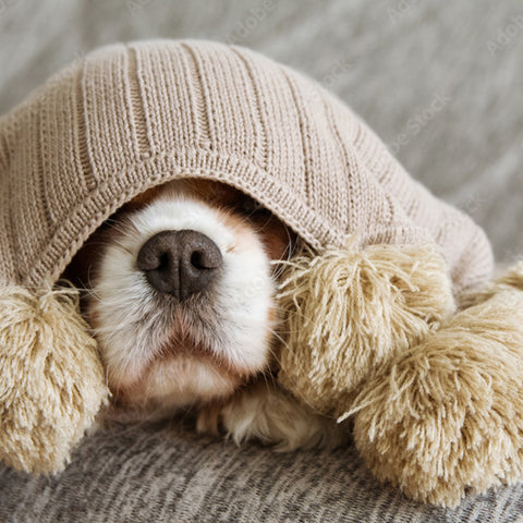 hiding dog, dogs and fireworks, keeping dog safe during fireworks