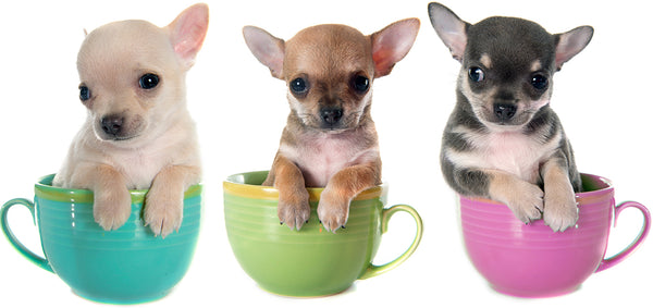 teacup chihuahua, tiny chihuahua, chihuahua size, chihuahua weight, chihuahua sizes, chihuahua statistics, chihuahua traits