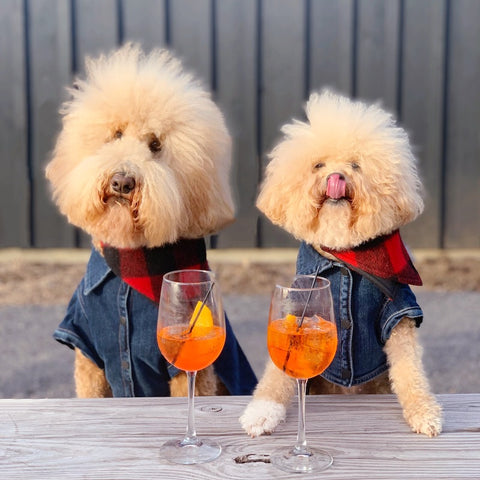 Scribner’s Lodge, Hunter, NY, pet friendly hotel in usa, pet friendly hotels in NYC