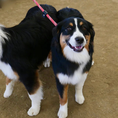 Australian Shepherd