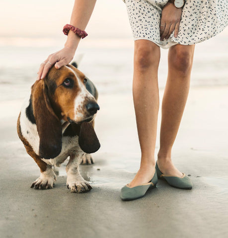 Basset Hound, stubborn dogs