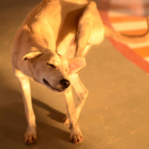 Behavioral Expressions That Resemble Embarrassment