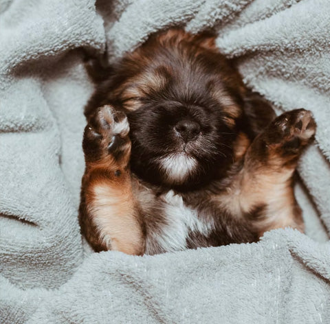 puppy sleeping with belly up side