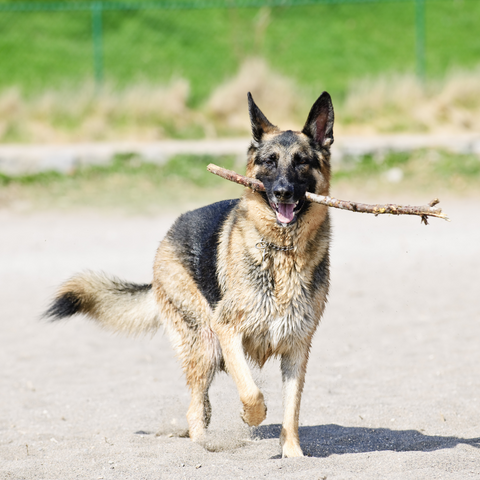 Beware Of Flora and Fauna for Dogs on Beach