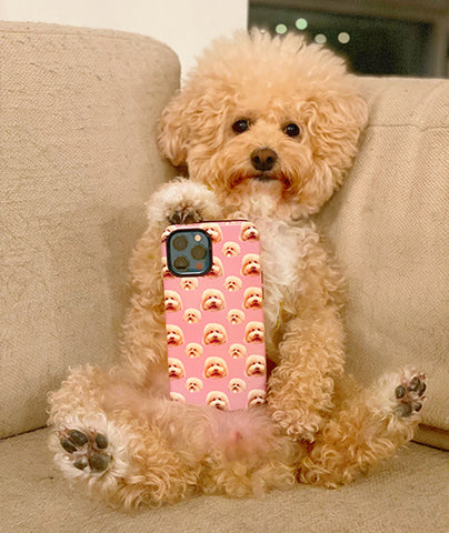 Bichonpoo, doodle breeds, paige's dog