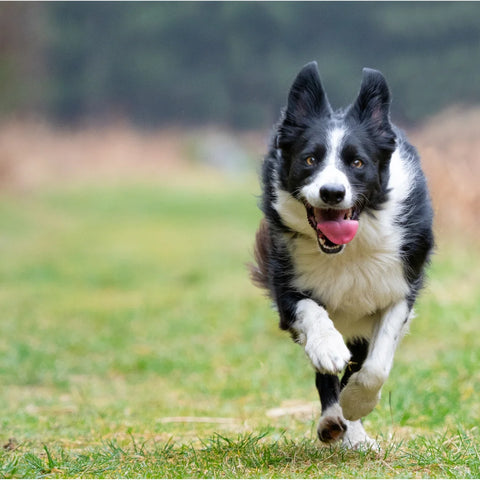 Border Collie