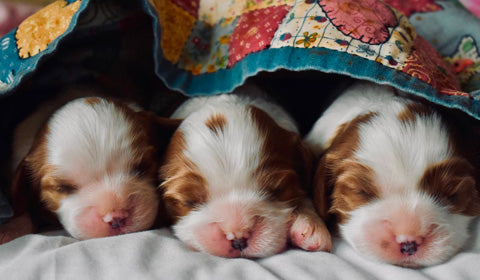 dog sleeping in burrower position