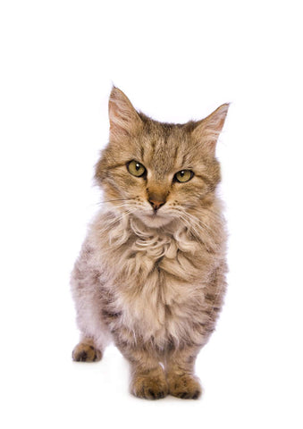 Skookum, a dwarf curly-haired cat,curly cats, curly cat breeds