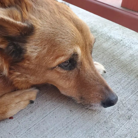 Common Causes of Bile Vomiting in Dogs